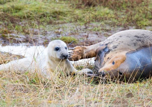 Seals at Donna Nook earlier this season. (Photo: Mark Suffield).