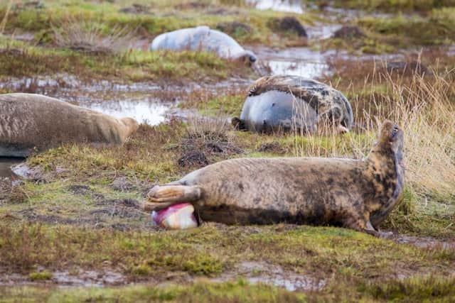 Seals at Donna Nook last week. (Photo: Mark Suffield)