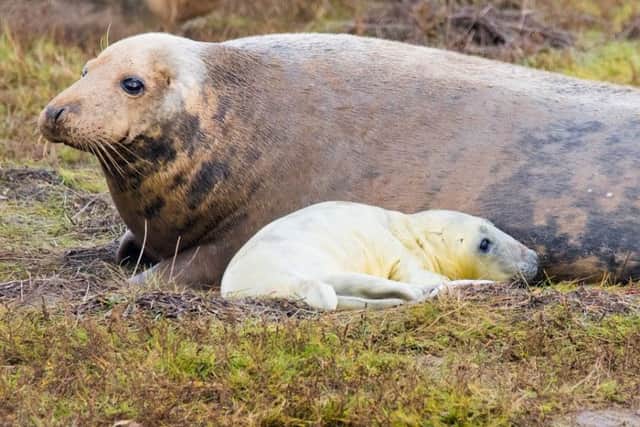 Seals at Donna Nook last week. (Photo: Mark Suffield)
