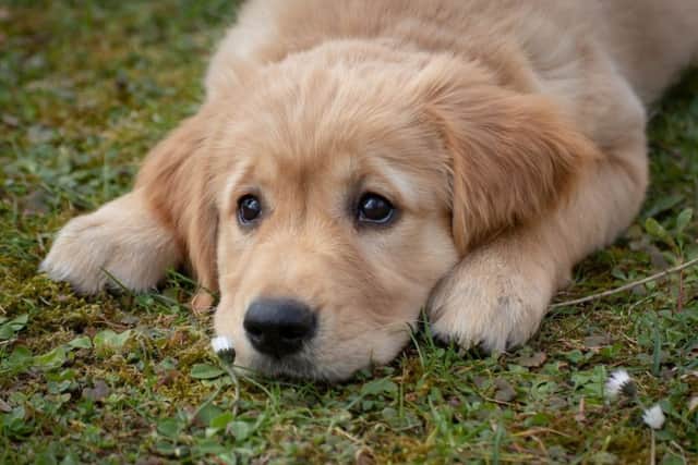 Therapy Dogs Nationwide