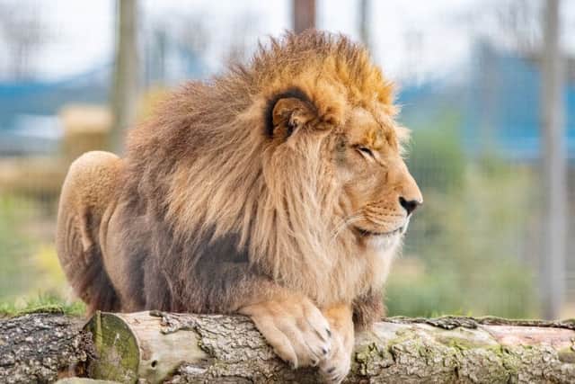 Wolds Wildlife Park.