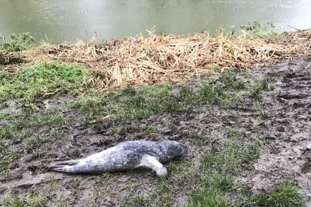'Sid the Seal'