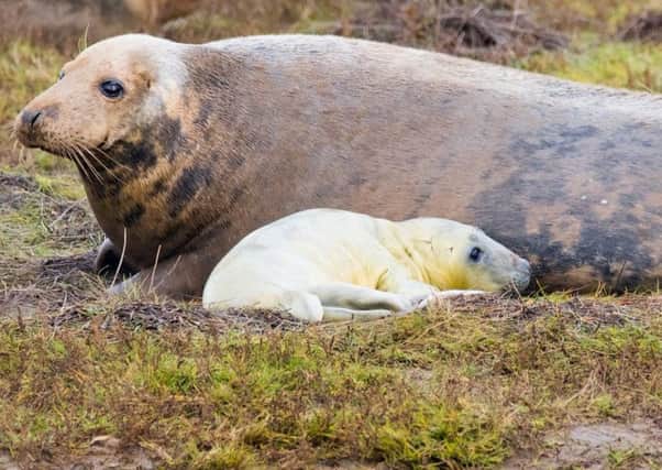 Seal and pup pictured at Donna Nook at the end of 2019. (Photo: Mark Suffield).