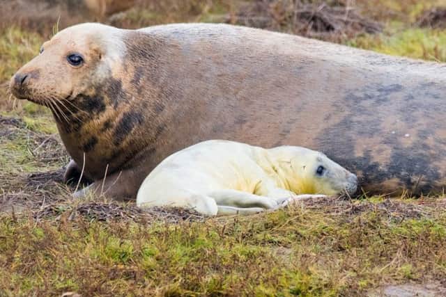 Seal and pup pictured at Donna Nook at the end of 2019. (Photo: Mark Suffield).