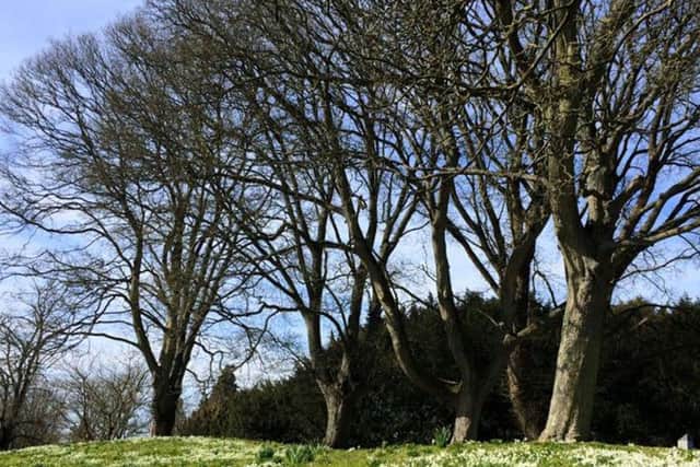 Trees (stock image)