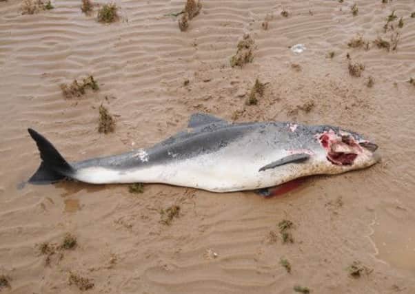 One of the dead harbour porpoises found washed ashore on the Lincolnshire coastline recently. Photo supplied by Lincolnshire Wildlife Trust.