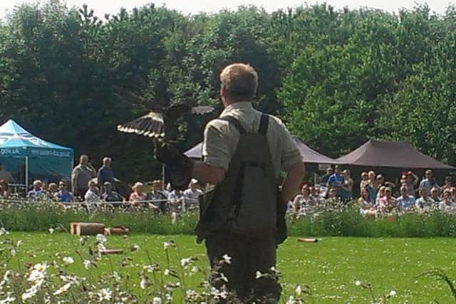 Birds of prey show