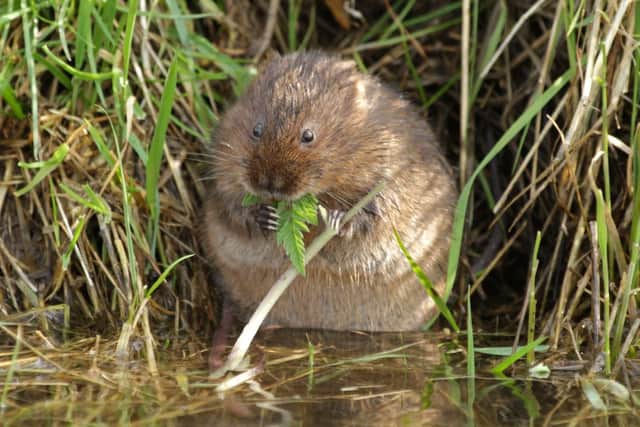 Water vole numbers are down 22 per cent across the UK.