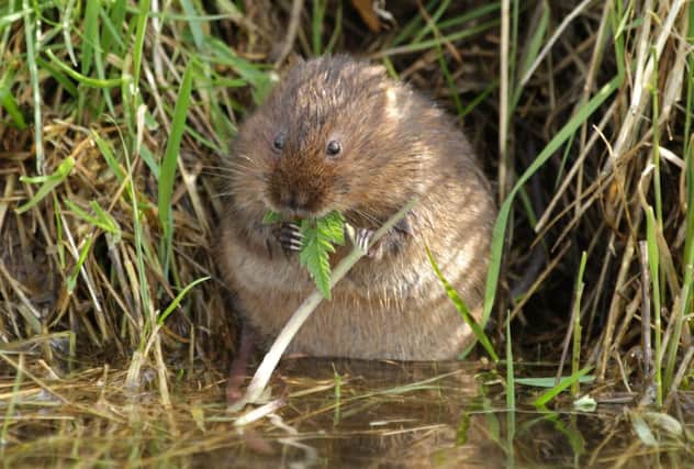 Water vole numbers are down 22 per cent across the UK.