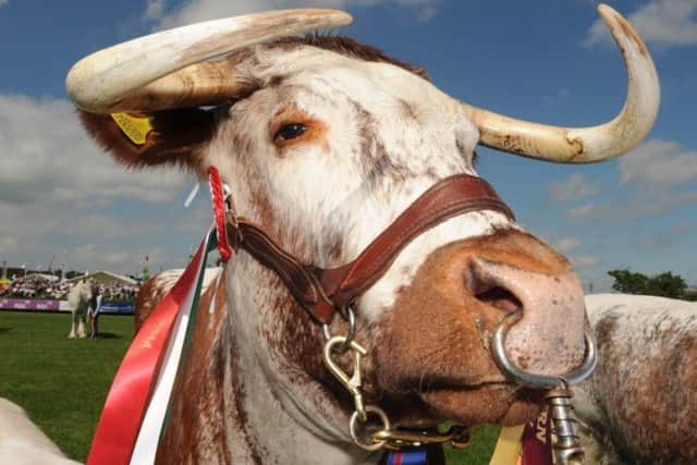 Looking bullish! Photo: 180614-40 EMN-140619-120935001