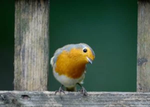 Iconic robin: Photo by Ray Kennedy.
