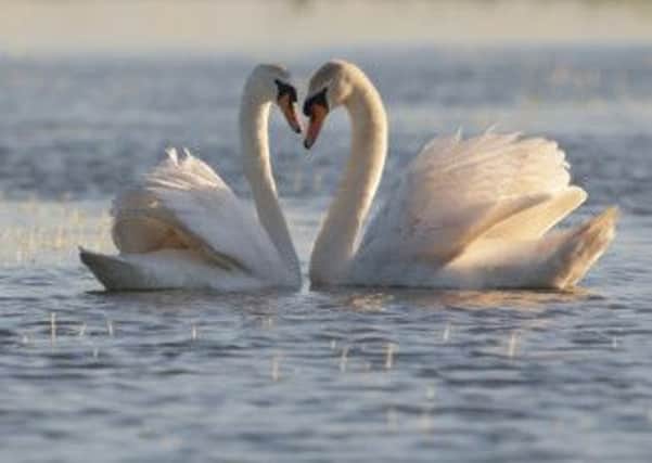 Mute swans. Photo: Neil Smith.