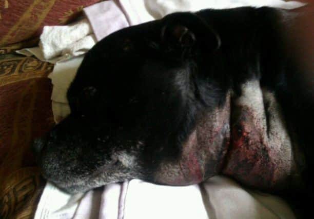 This Staffordshire Bull Terrier has the signs of Alabama Rot which pet owners are being warned about