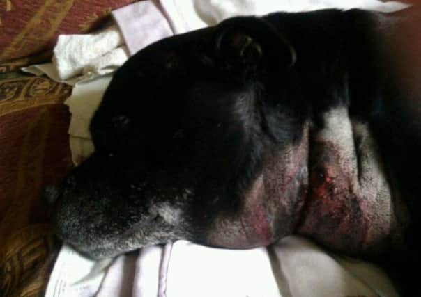 This Staffordshire Bull Terrier has the signs of Alabama Rot which pet owners are being warned about