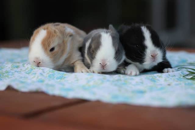 Didi Davidge sent in this photo of her rabbit