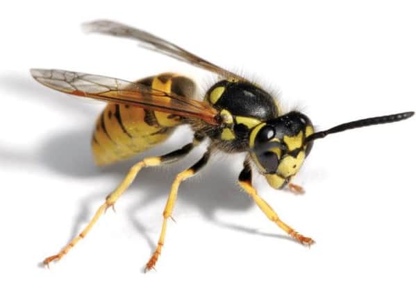 Wasp population could boom this summer say experts