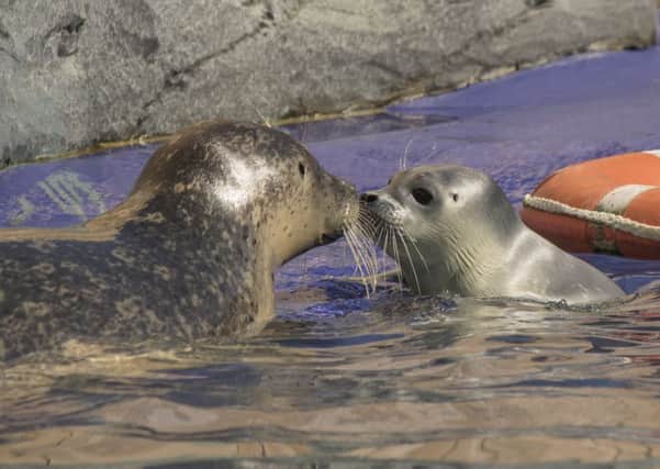 Tyne with her pup at the Sea Life Sanctuary. ANL-151106-093018001