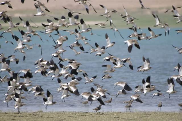 Lapwings are on the Red List and may face extinction