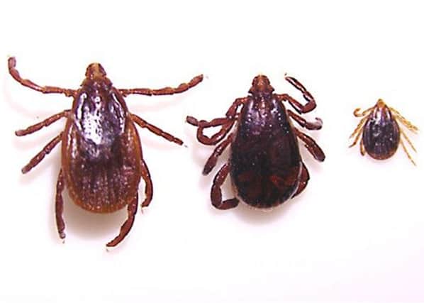 Learn how to deal with ticks