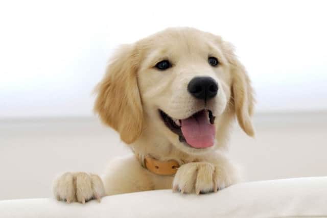 Get your pet vaccinated