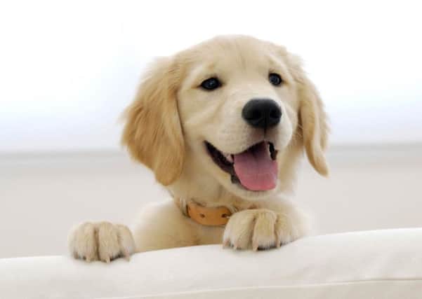 Get your pet vaccinated