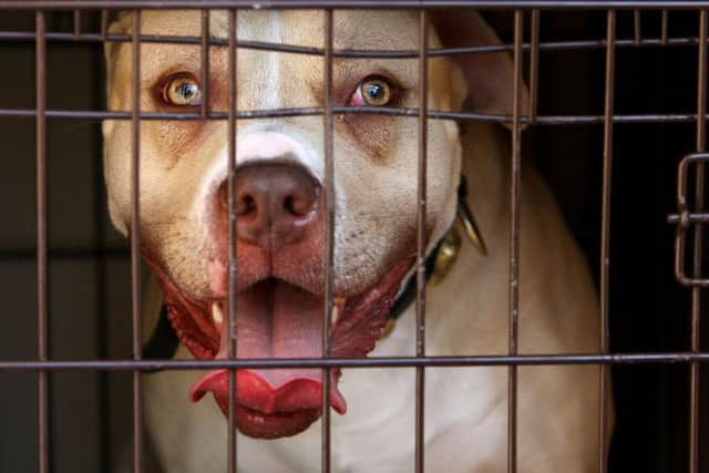 The number of court cases involving attacks by dogs has increased by 62%, with a similar rise in successful prosecutions, according to a new report. PRESS ASSOCIATION Photo.