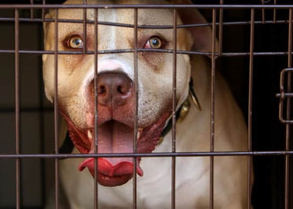 The number of court cases involving attacks by dogs has increased by 62%, with a similar rise in successful prosecutions, according to a new report. PRESS ASSOCIATION Photo.
