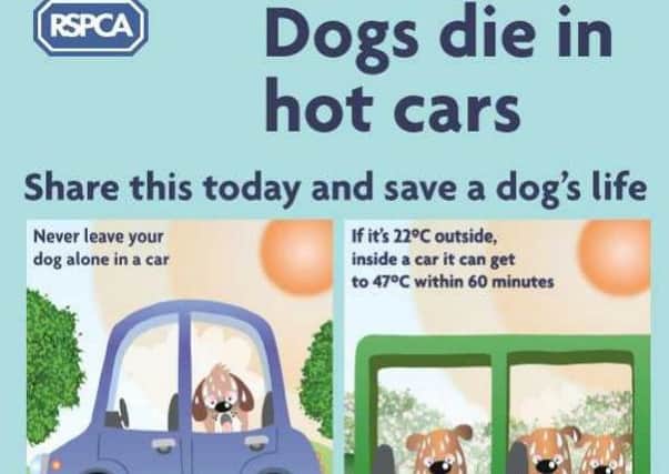 How to keep your pet cool in the heatwave