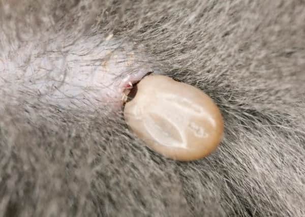 Watch out for ticks on your pet dog. Photo: mypetonline.co.uk