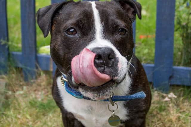Do you know what ingredients are in the treats you give your dog?