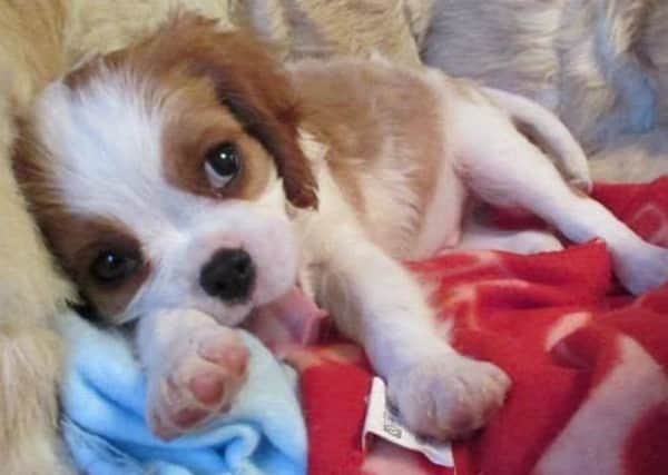 People are being warned against fraudsters pretending to sell puppies ANL-150825-101129001