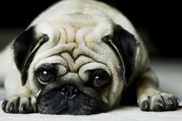 Warning over online pet auction sites. Photo: Riverside Shopping Centre