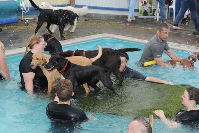 Dogs and owners swimming session at Heckington Swimming pool. EMN-151009-111917001