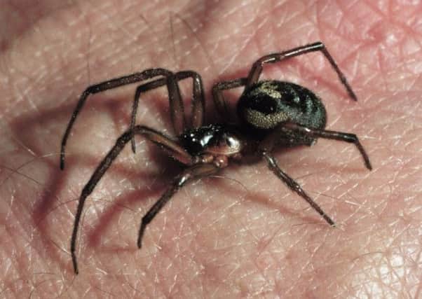False widow spider species found in the East of England