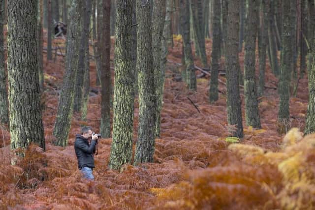 Woodland photography. Photo: National Trust