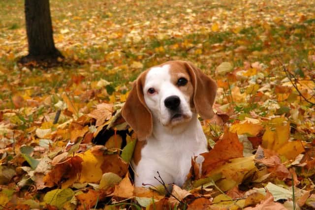 A charity is highlighting the dangers of Seasonal Canine Illness