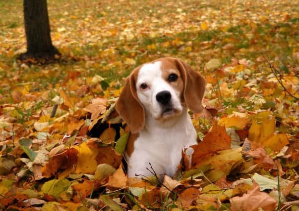 A charity is highlighting the dangers of Seasonal Canine Illness