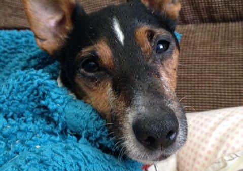 Basil the dog recovering after his bizarre ordeal