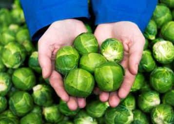 Morrisons' monster sprouts