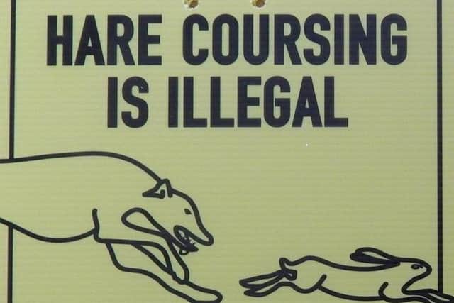 Hare coursing poster