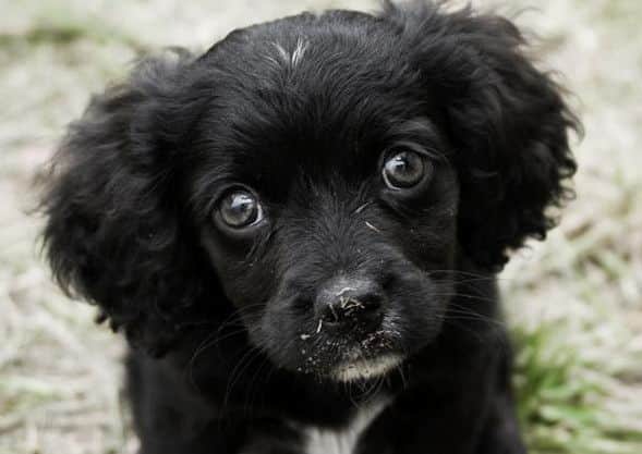 A dog's for life, not just for Christmas