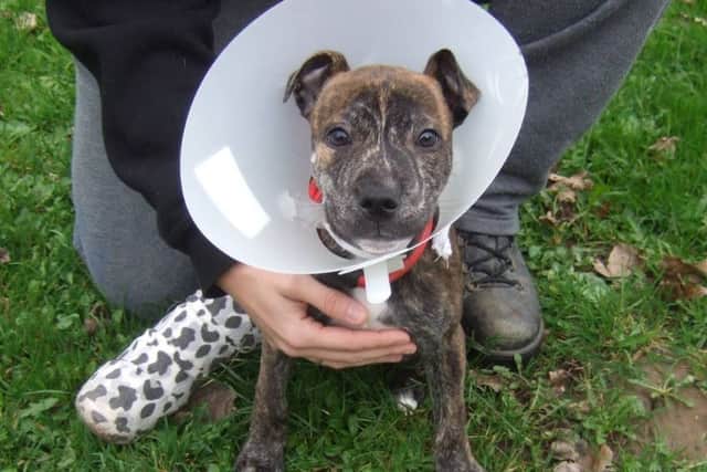 Sweet natured Charlie has had a rough start to life.