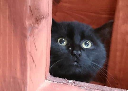 One of several ferel cats who need a home on a farm.