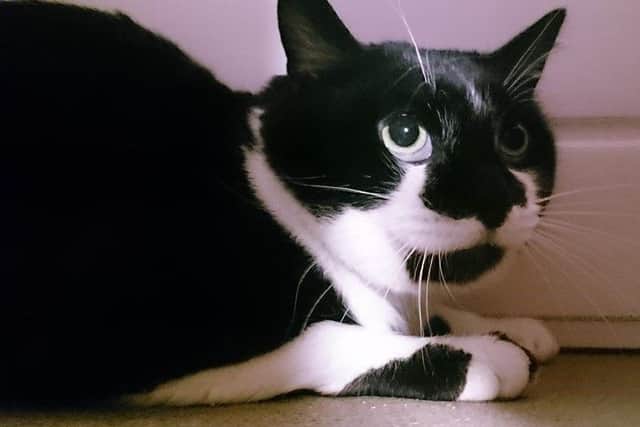 Nervous but friendly cat Gizmo just needs a loving home