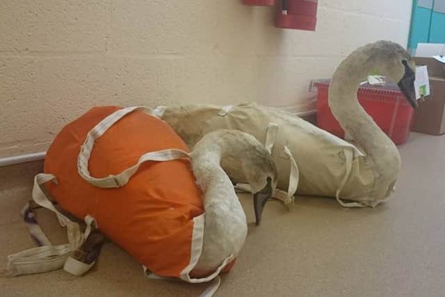 The two swans pictured at the vets following their rescue near Hubberts Bridge.