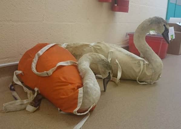 The two swans pictured at the vets following their rescue near Hubberts Bridge.