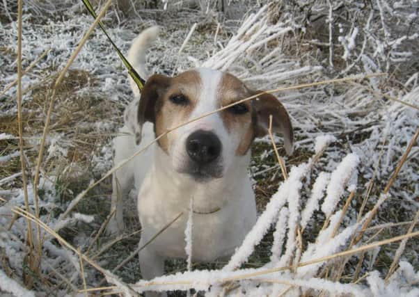 Keep your pet safe and well this winter ENGSUS00120131102102639