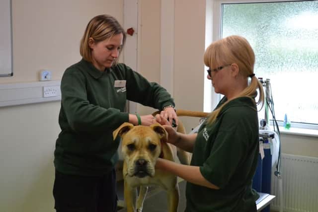 Dog being microchipped ANL-160113-133952001