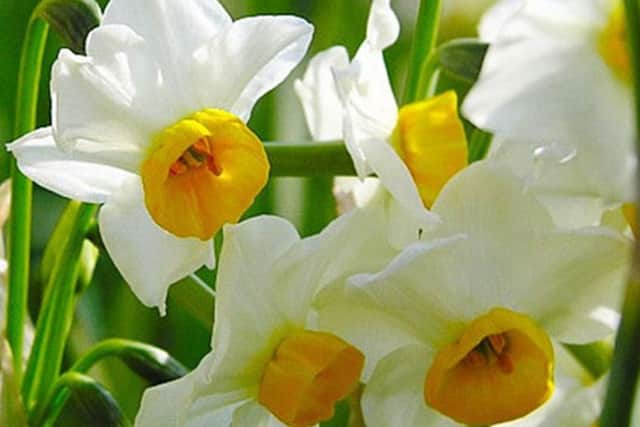 Daffodils