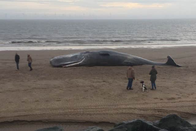 Coastguard rescue teams and East Lindsey District Council cordoned an area of Skegness beach after thee sperm whales were found washed up on the tide. Photo by David Dawson.